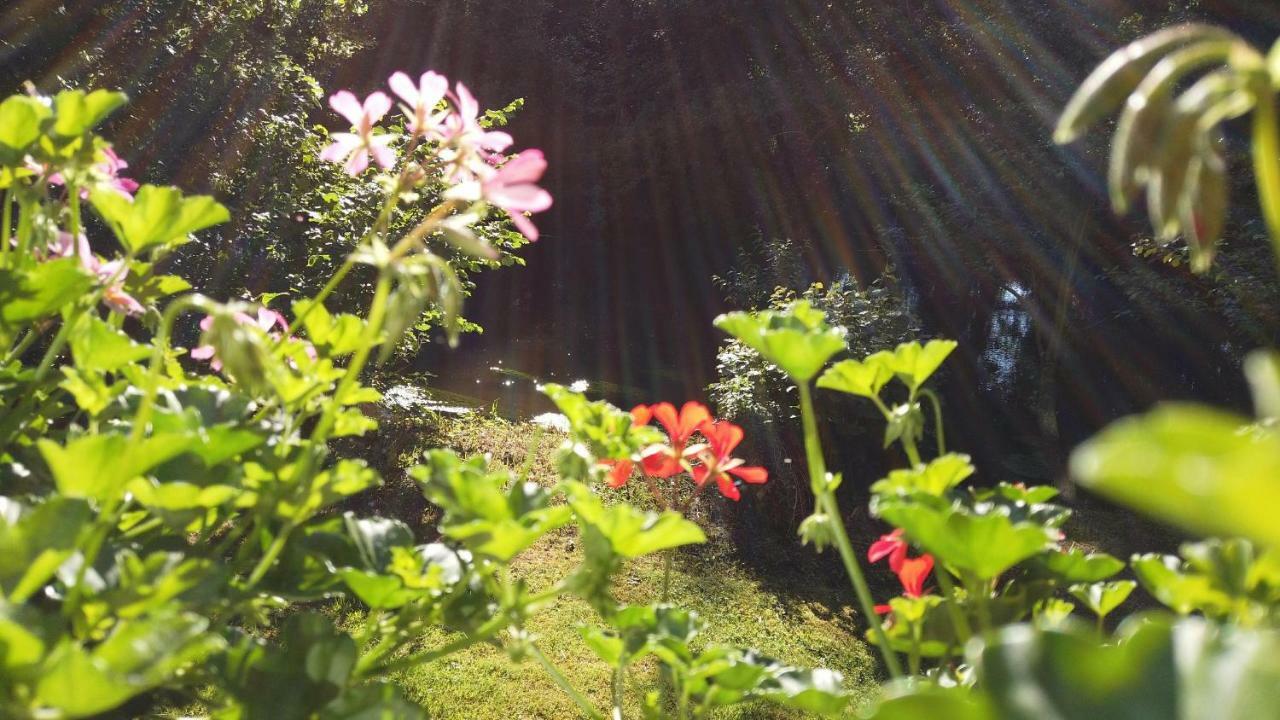 Fewo Lueneburger Heide - Aurelia Lägenhet Bad Bevensen Exteriör bild